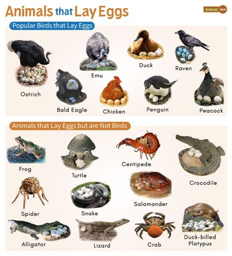 THE ANIMALS .
